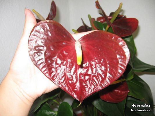    (Anthurium Otazu Brown)-