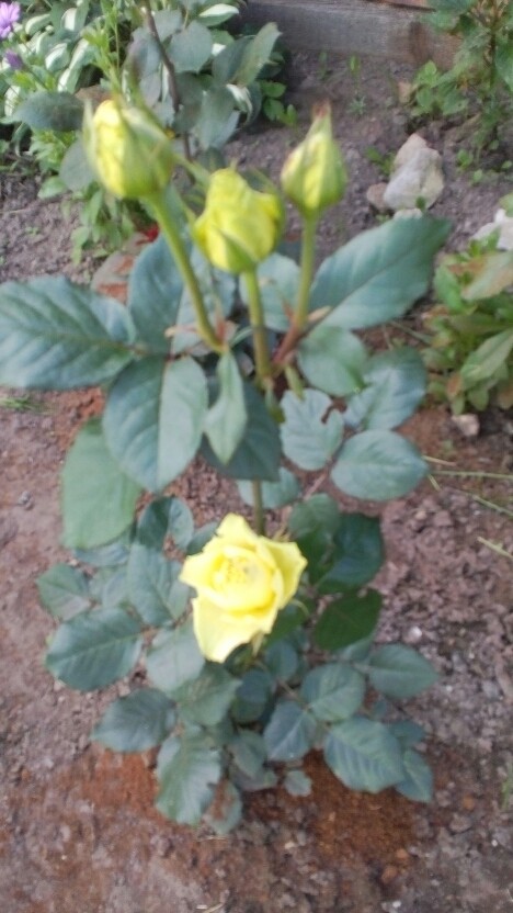 IMG 20170721 154836.jpg