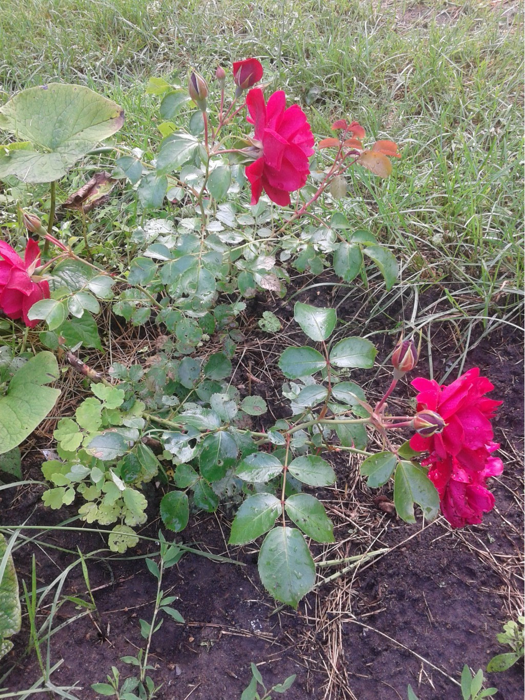 597ee7081e9e3 20170721155943.jpg