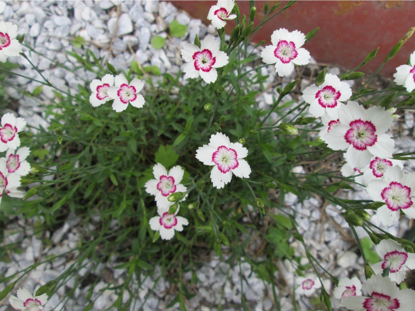 IMG 4995.JPG