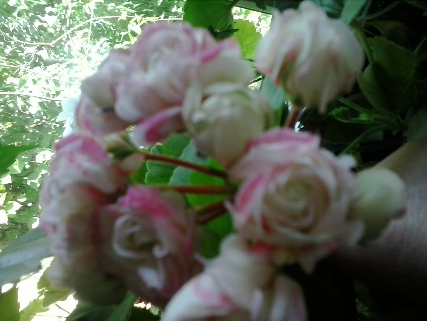 2016-06-12 15.30.36.jpg