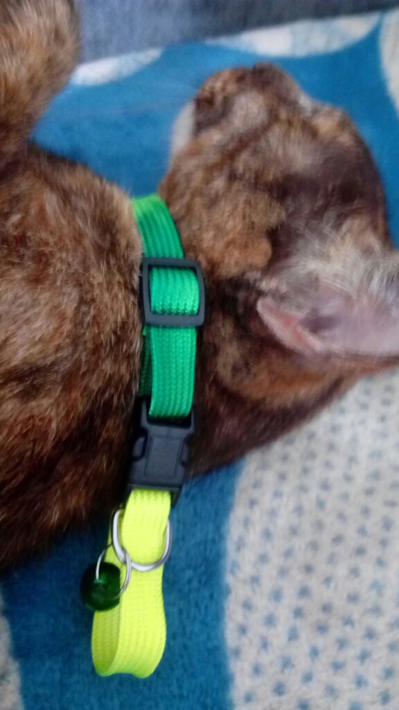 IMG 20170717 085337.jpg