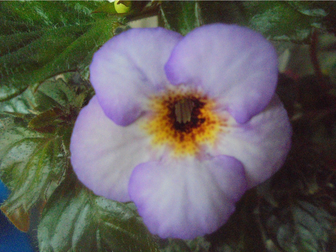 DSC05868.JPG