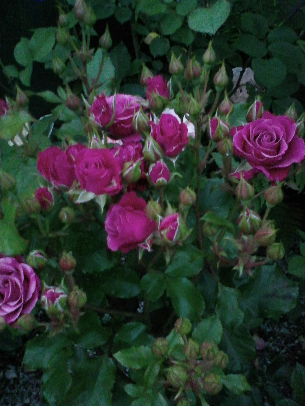 Photo0440.jpg