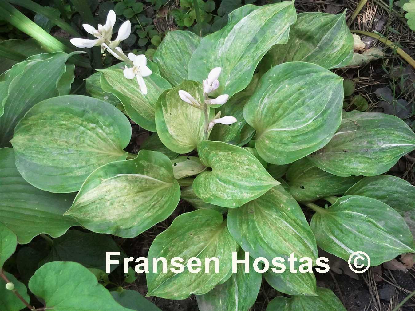 Hosta Pistache