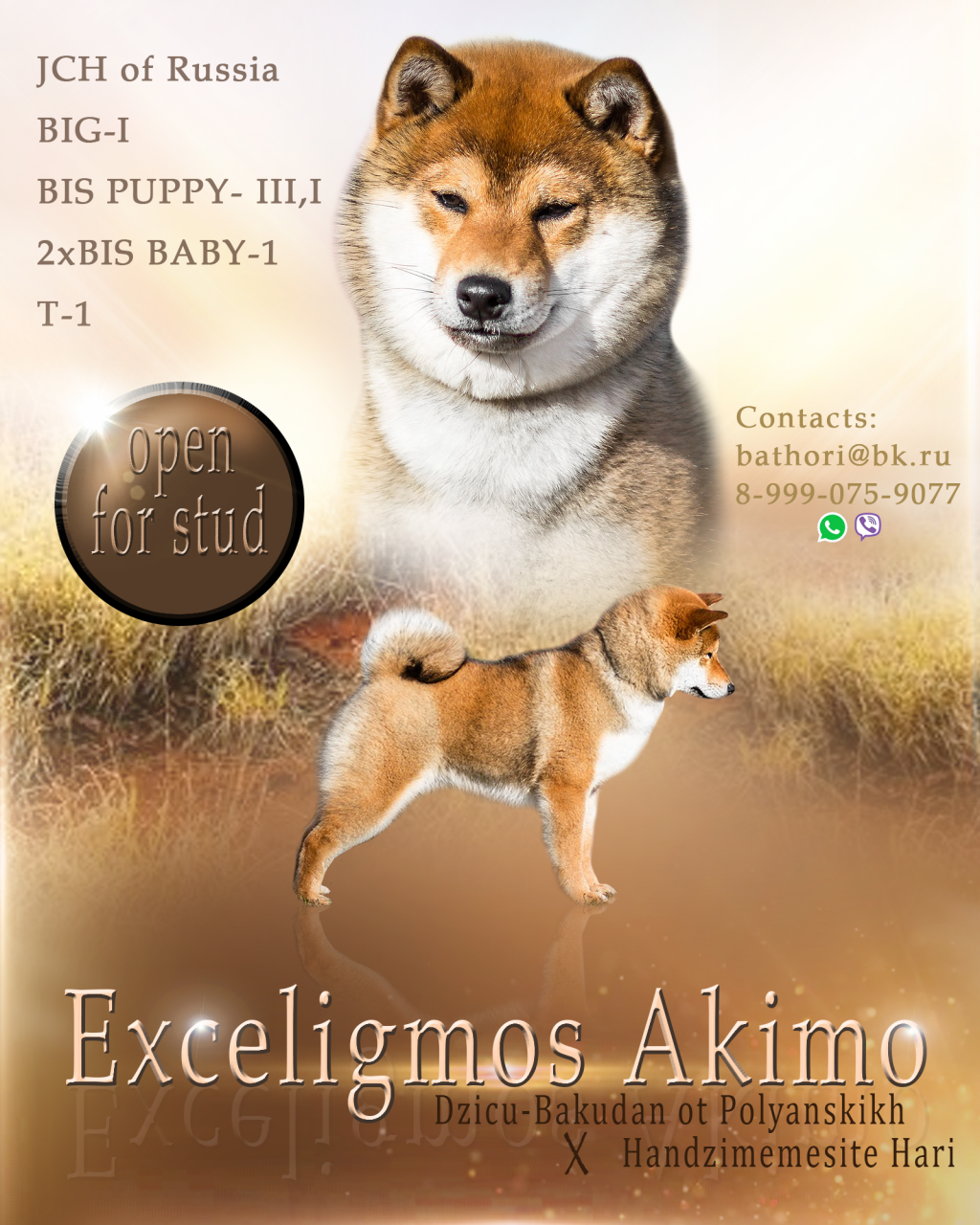 Shiba.png