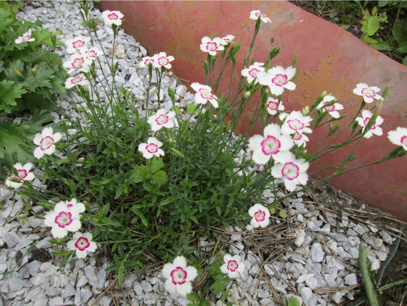 IMG 4994.JPG