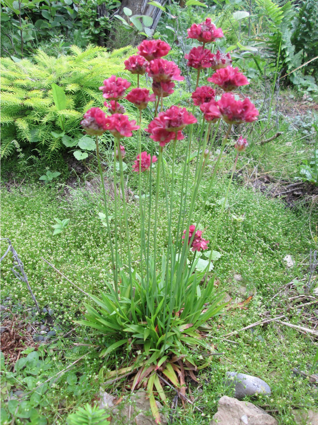 IMG 5005.JPG