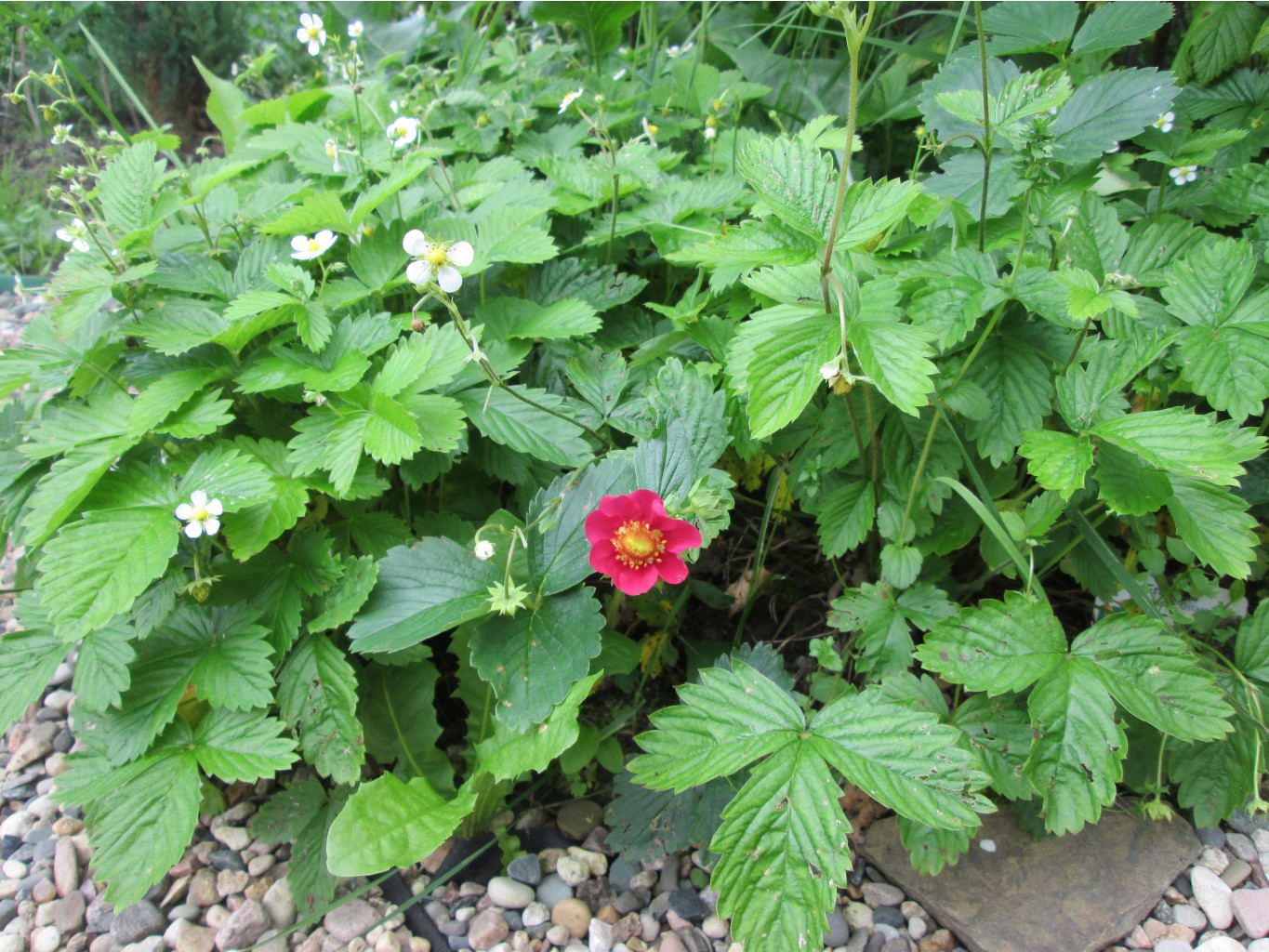 IMG 5000.JPG