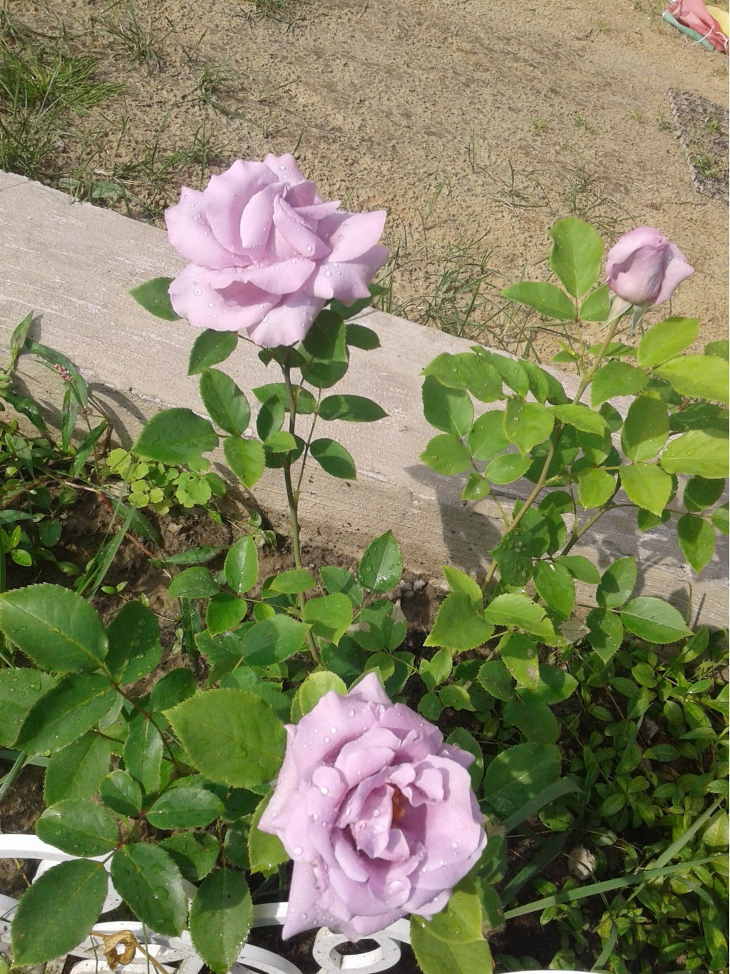 597ee707c466c 20170721155958.jpg