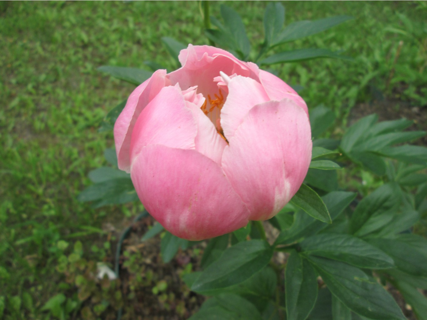 IMG 4988.JPG