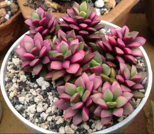   (' ')  Anacampseros rufescens  cv 'Sunrise' - 300- 350 