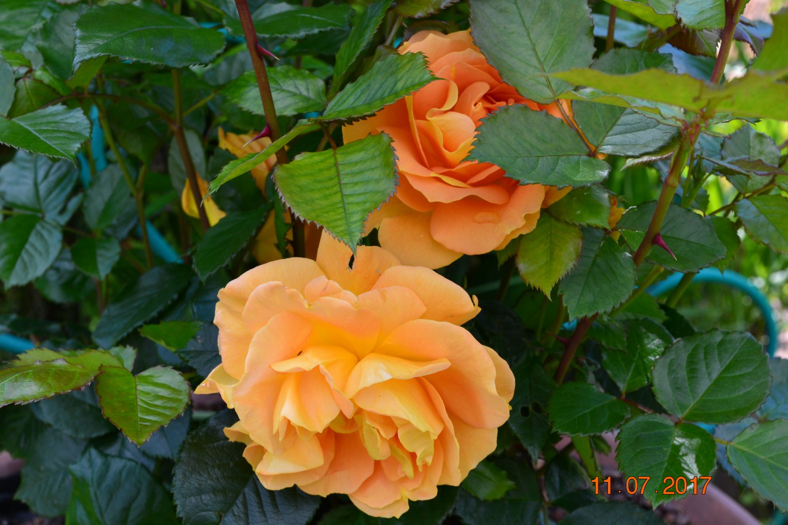 DSC 1003.JPG