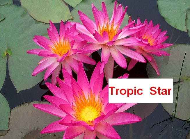 Tropic Star (  ) ICG