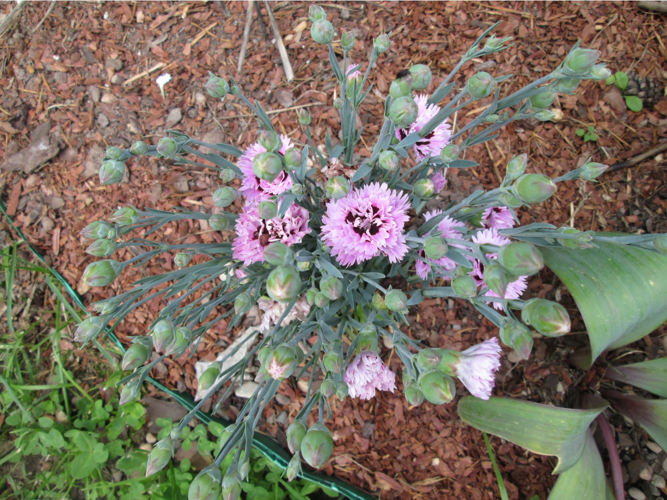 IMG 4984.JPG