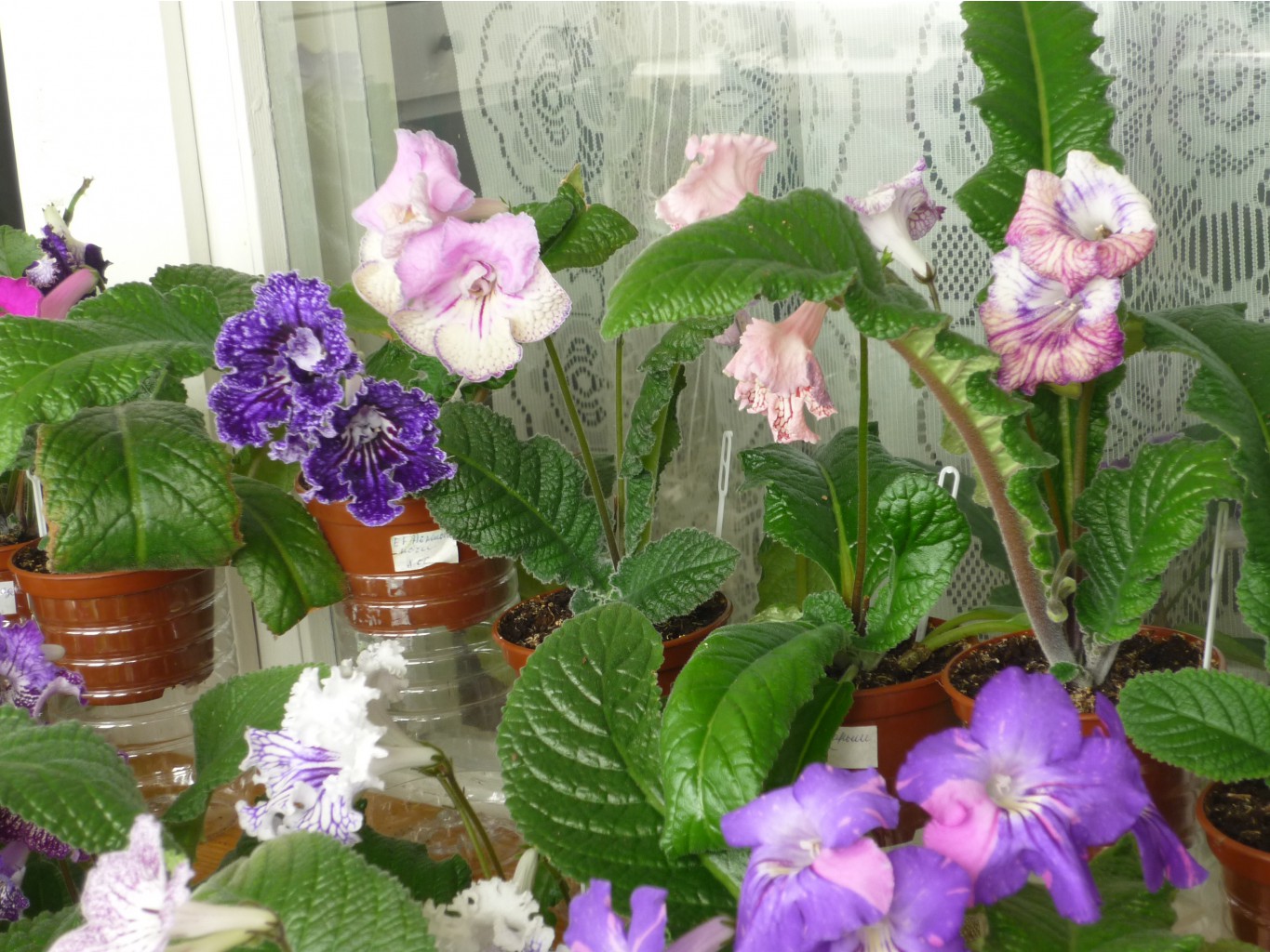 P1020916.JPG