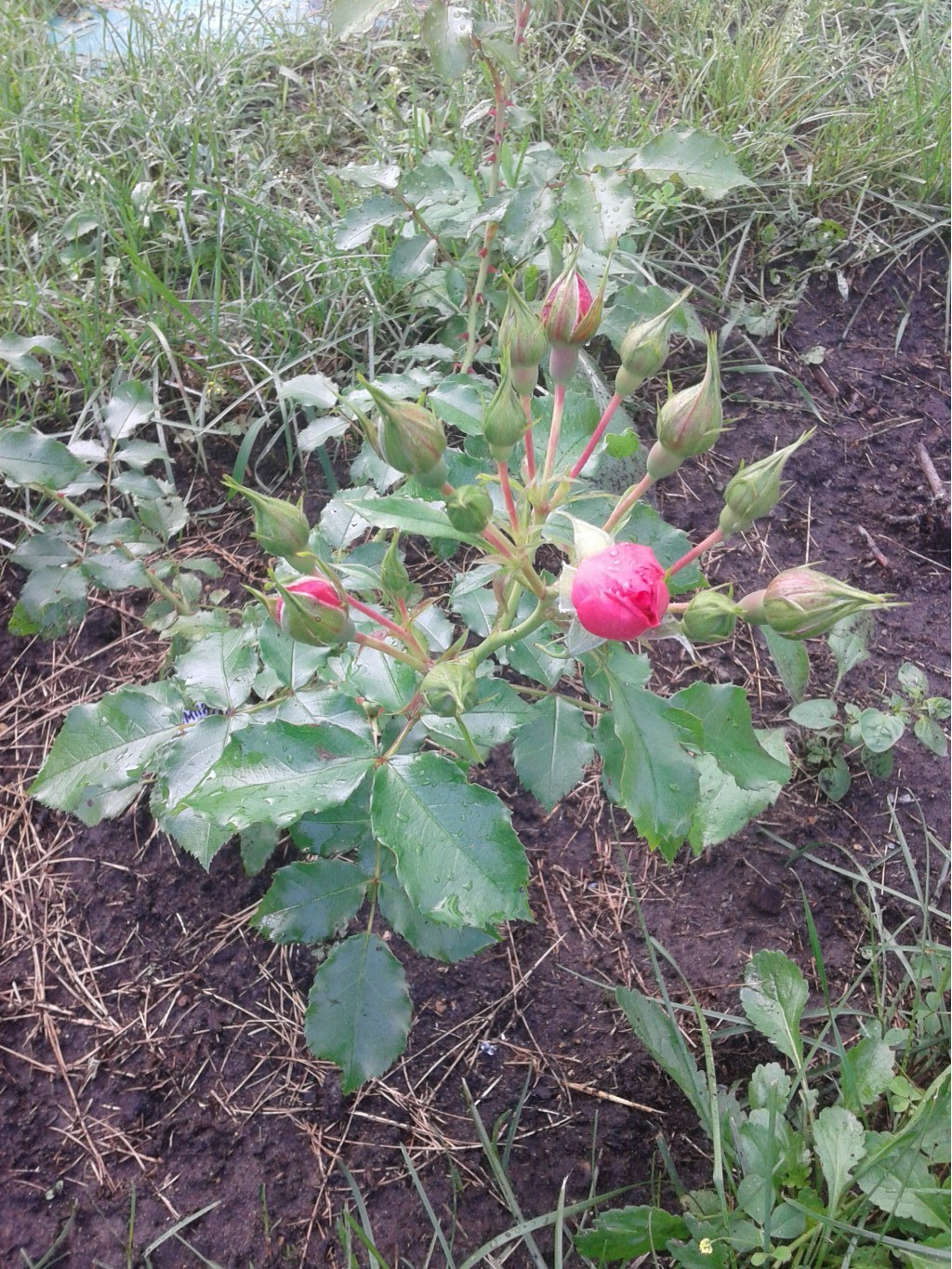 597ee70968d8e 20170721155938.jpg