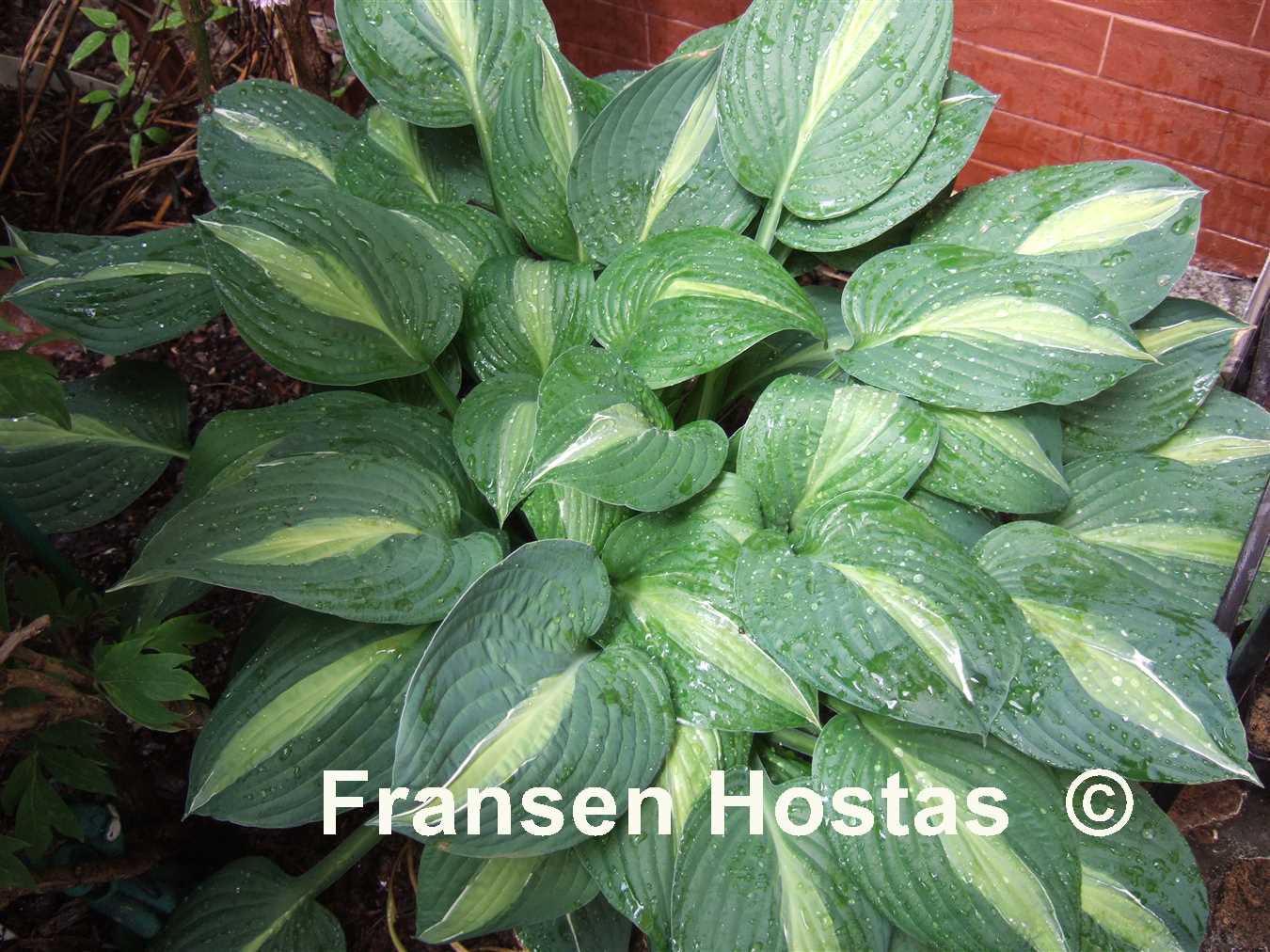 Hosta Mata Hari