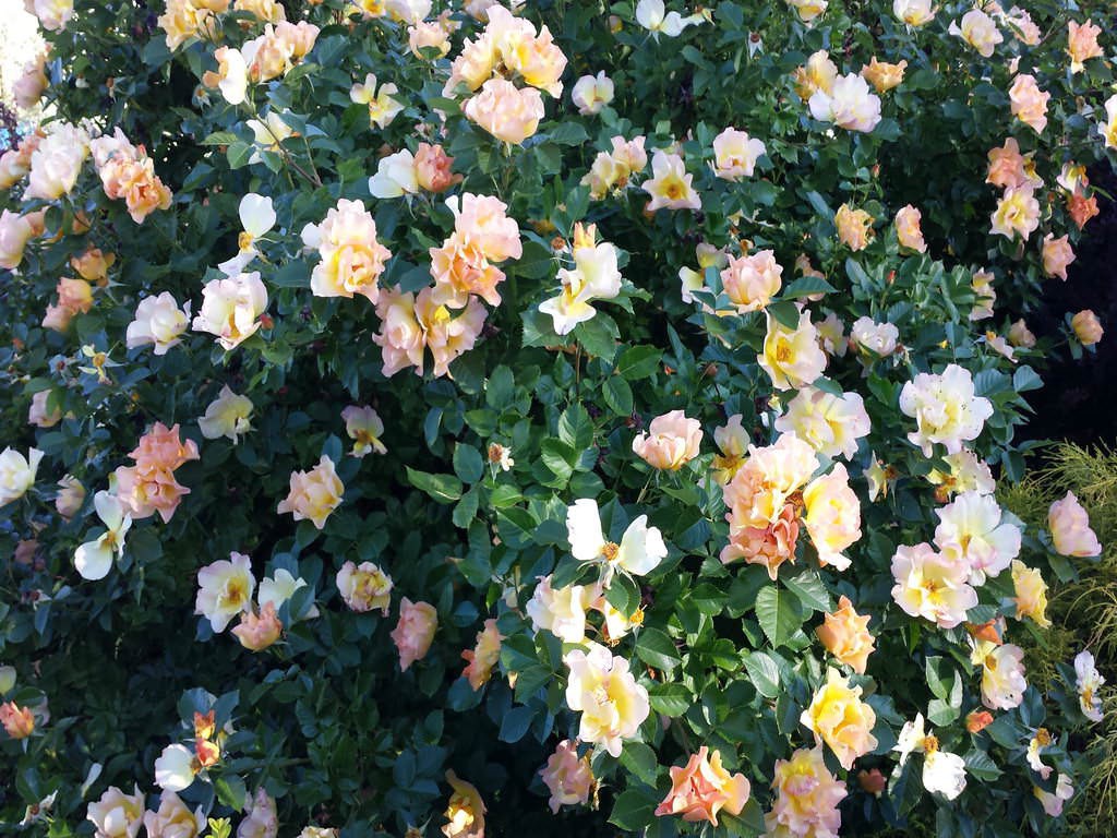 Роза	Morden Sunrice