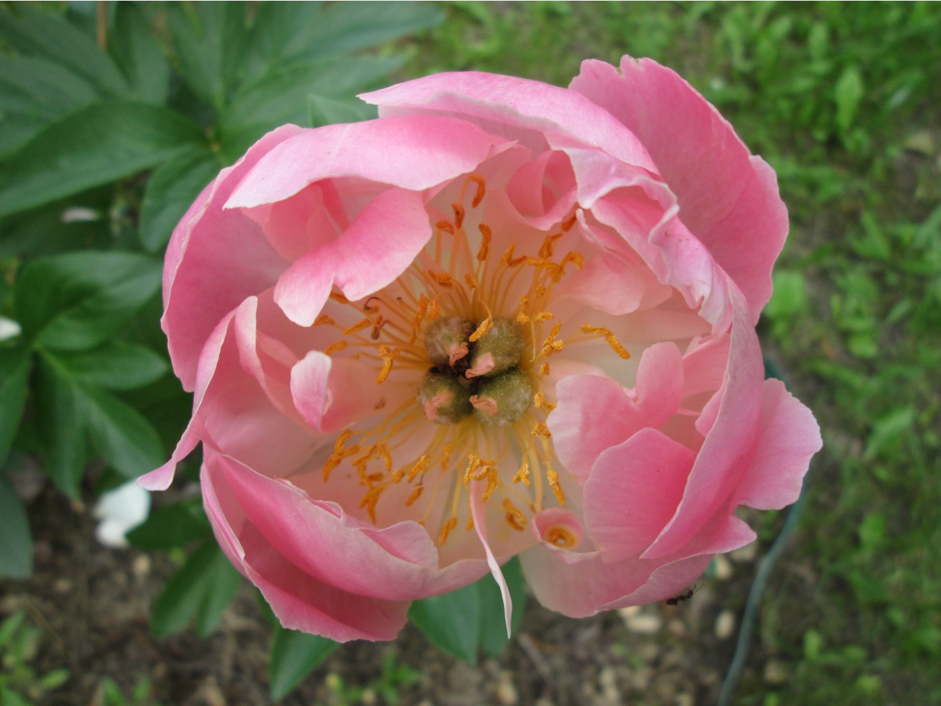 IMG 4989.JPG