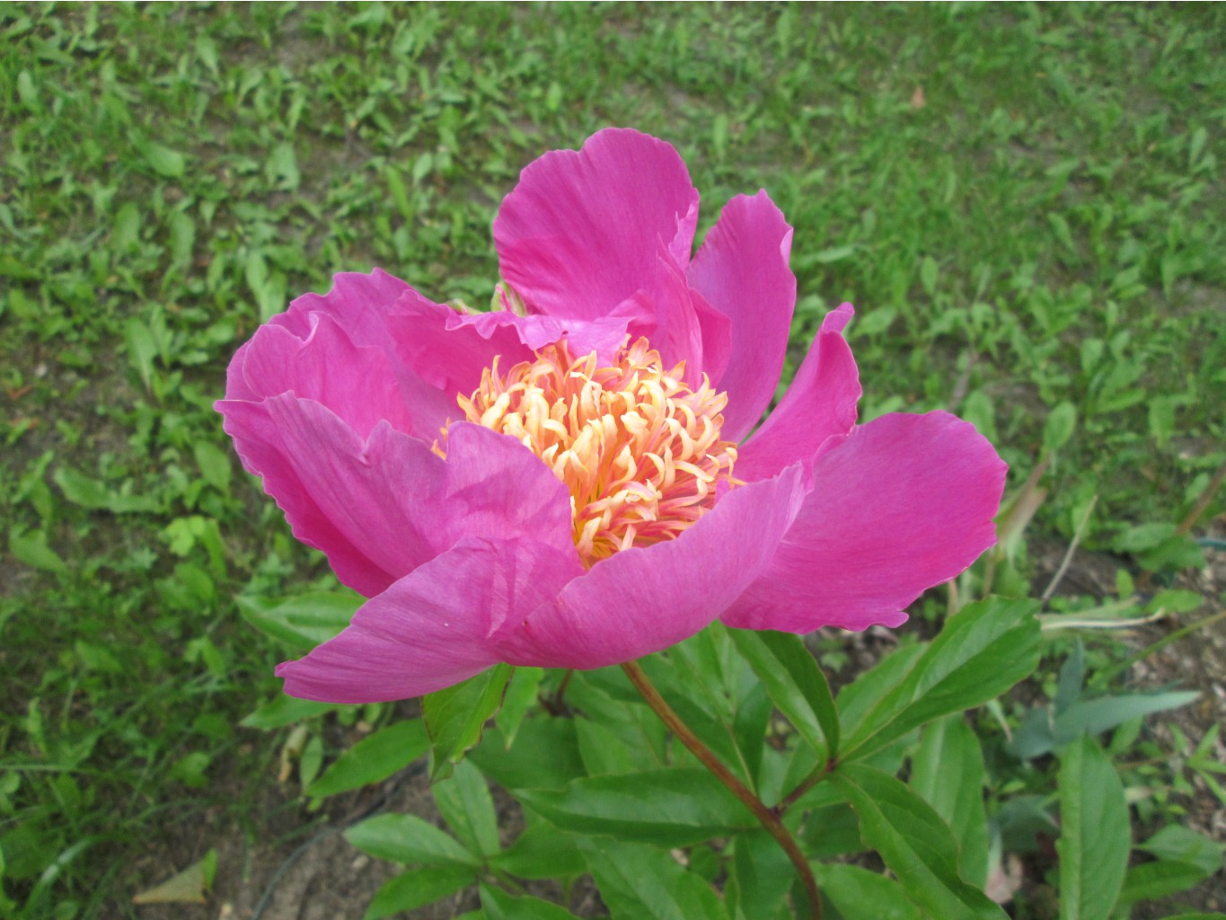 IMG 4990.JPG