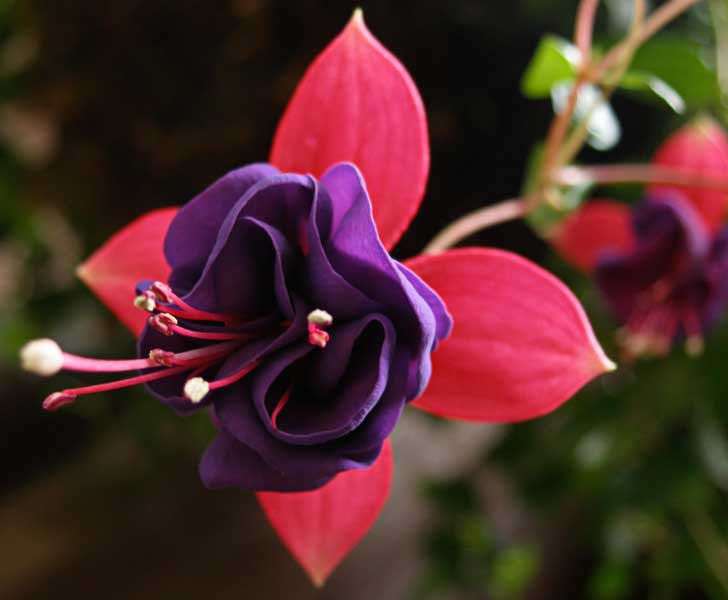 Fuchsia1.jpg