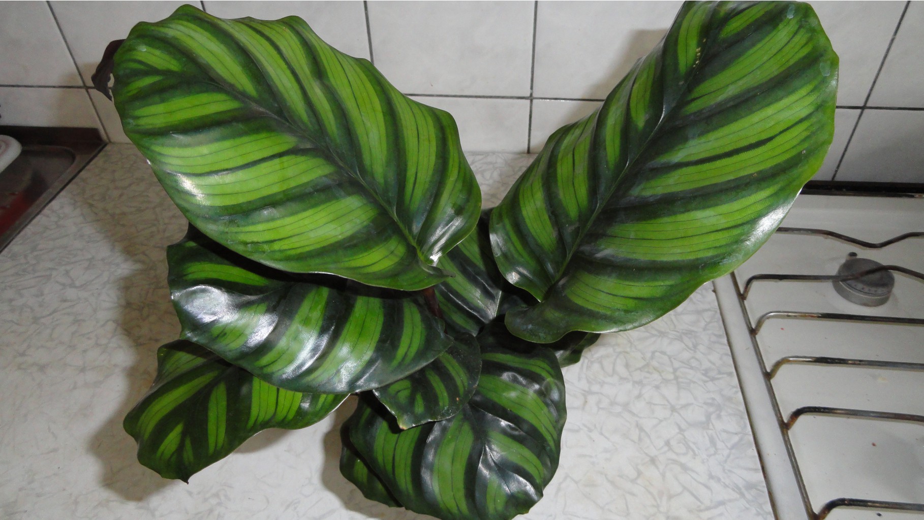   ( Calathea fasciata )  -   500 .