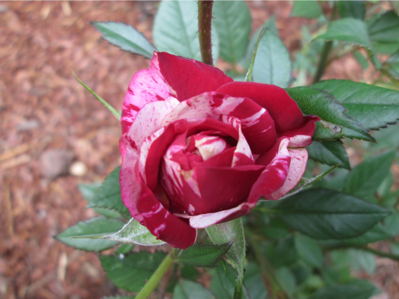 IMG 4986.JPG