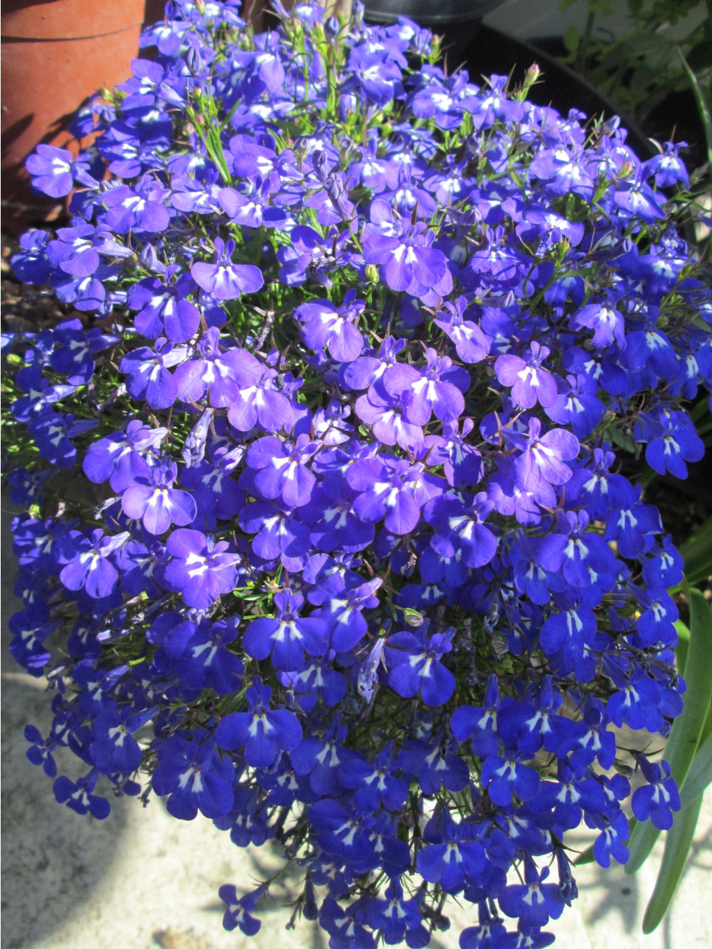IMG 5027.JPG