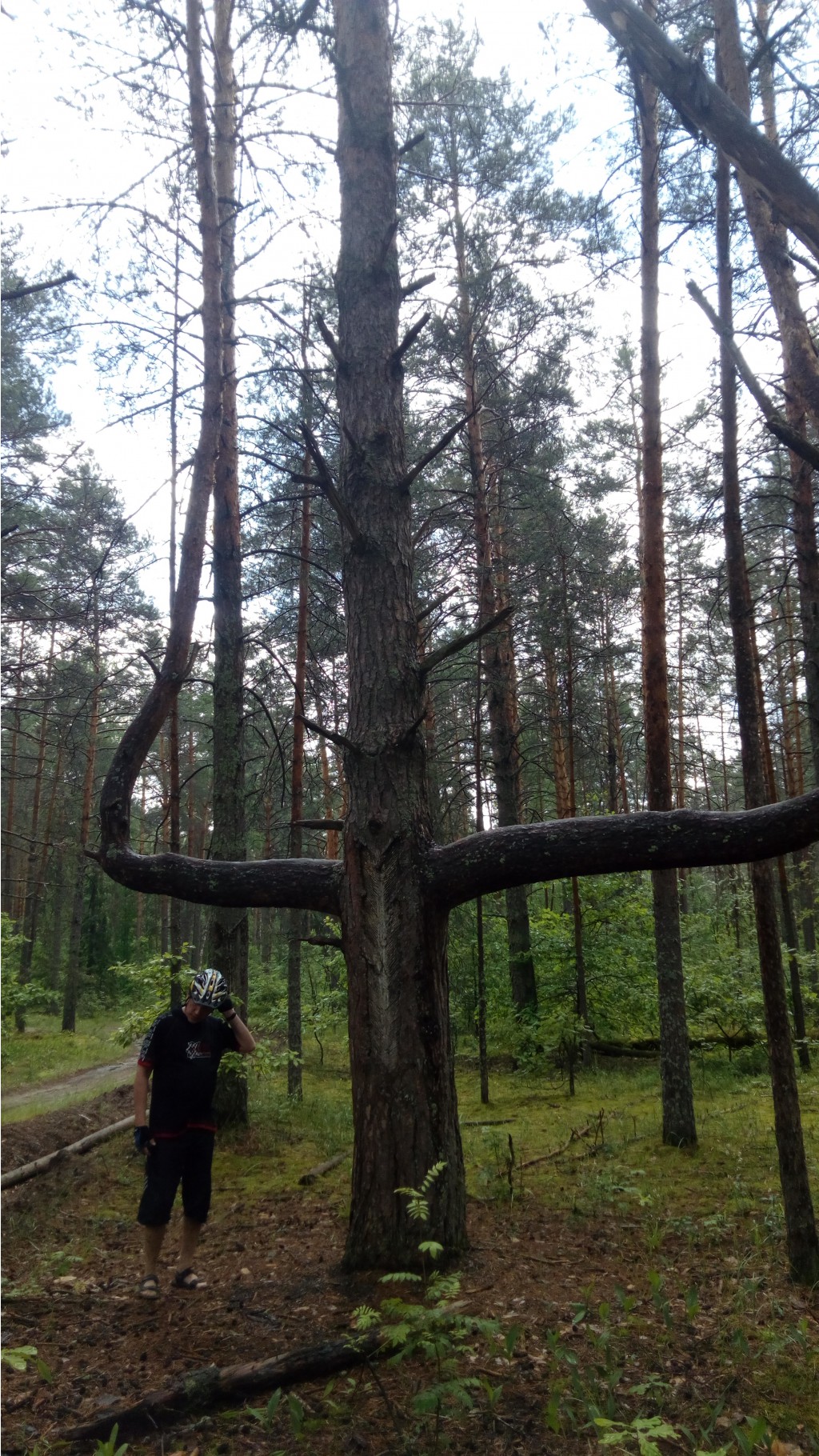 IMG 20170701 113319.jpg