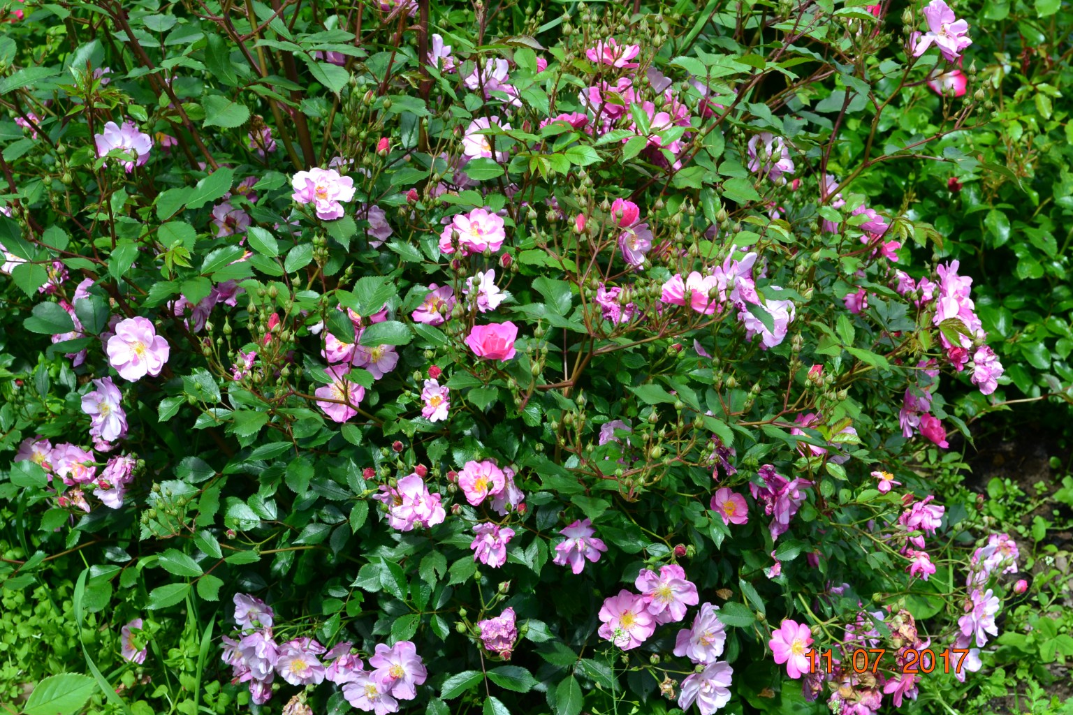 DSC 1012.JPG