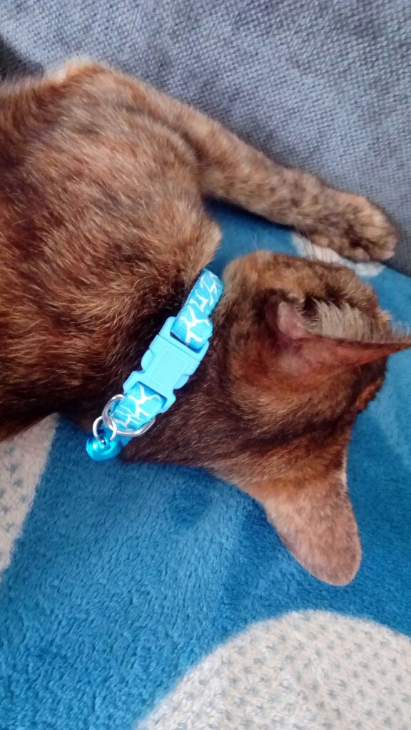 IMG 20170717 084857.jpg