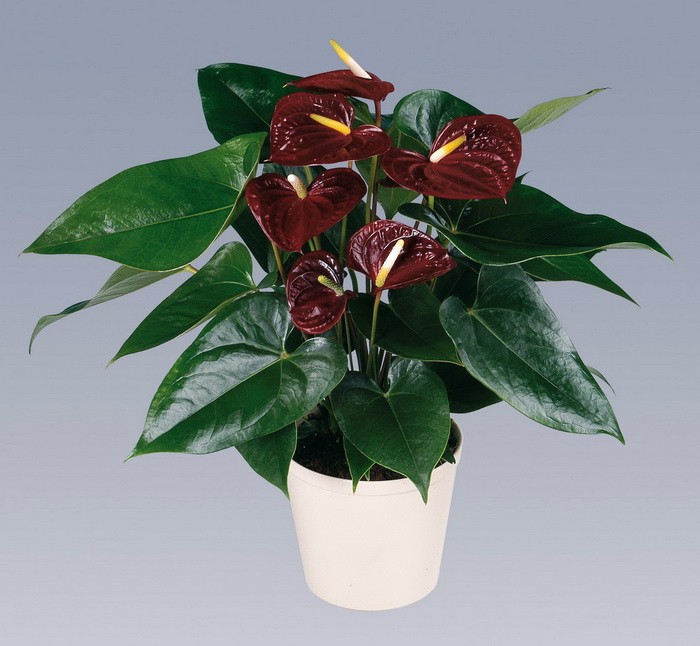    (Anthurium Otazu Brown)- 650 .