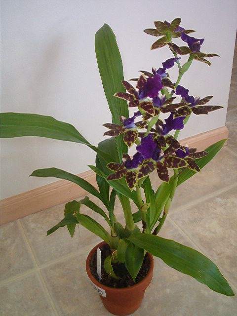   (ZYGOPETALUM)  -  550 - 600 .