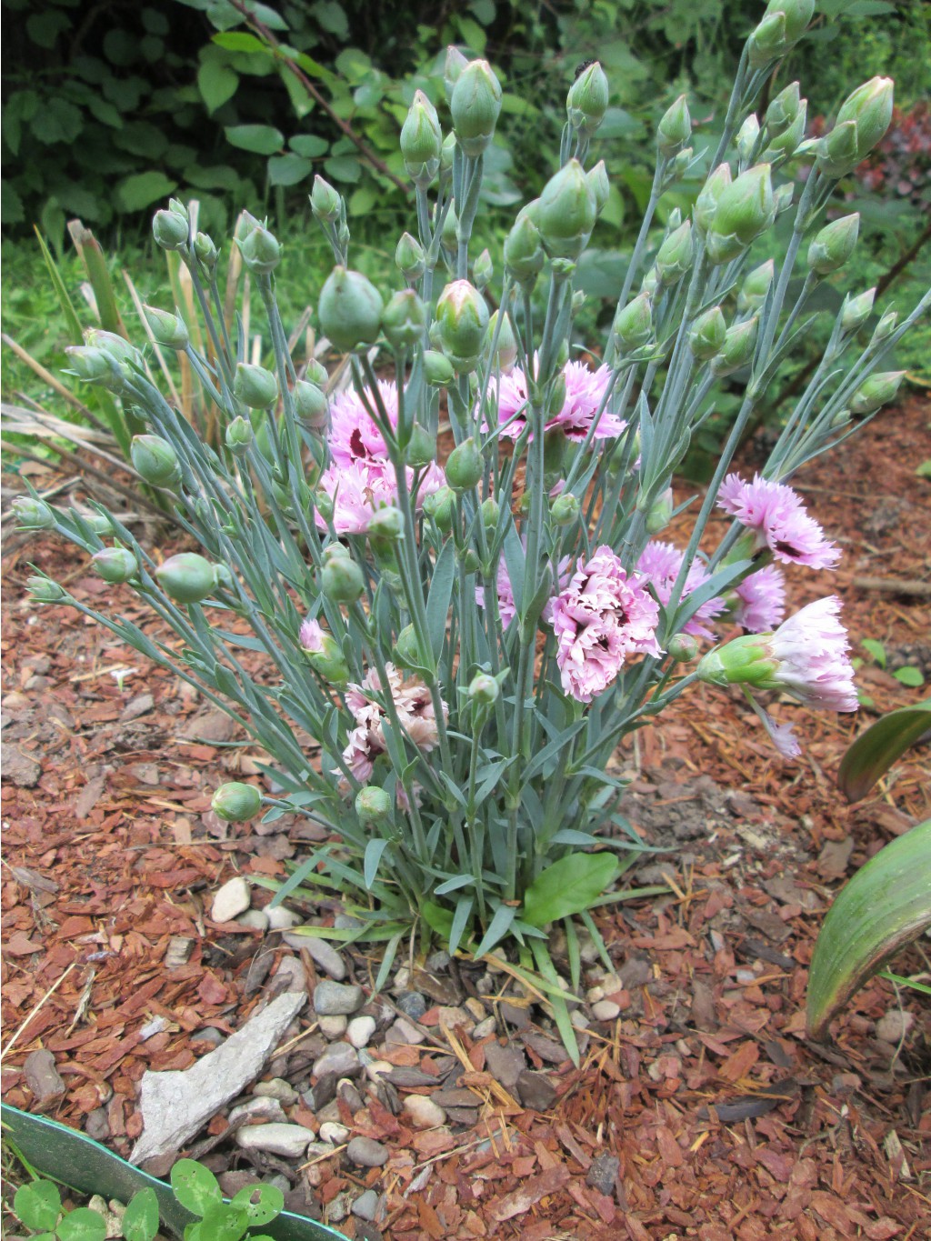 IMG 4985.JPG