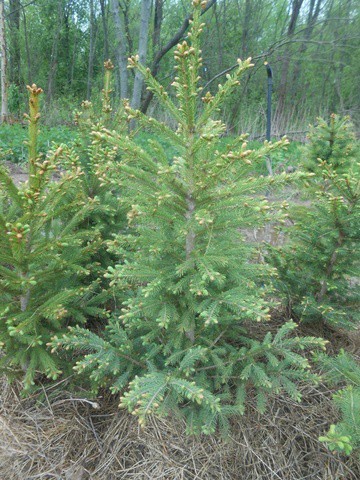 Ель канадская (сизая)| Picea glauca 100-120см. Ком/мешок/сетка  500р