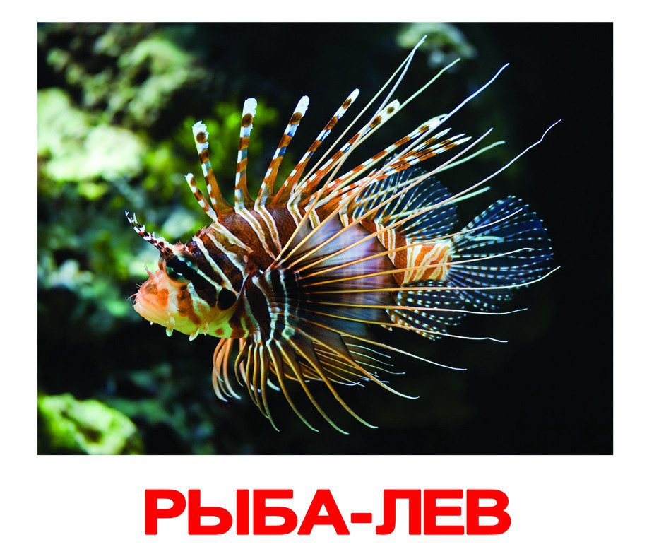 КОМПЛЕКТ КАРТОЧЕК “ОБИТАТЕЛИ ВОДЫ” Артикул: 0348 - 159 руб.
