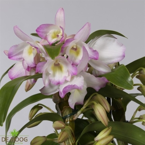 Dendrobium nobile Star Class Sea Mary