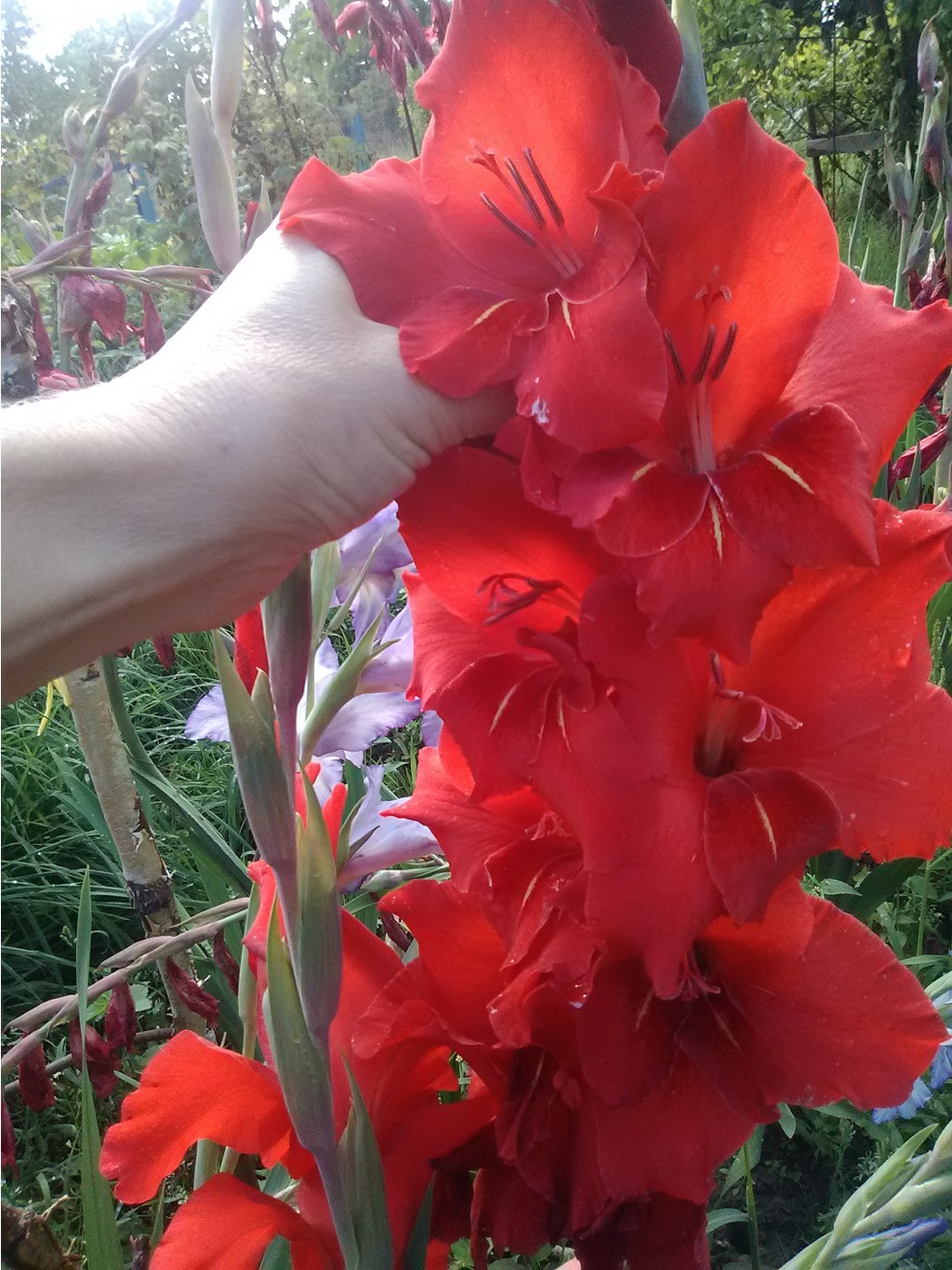 IMG 20160809 101737.jpg