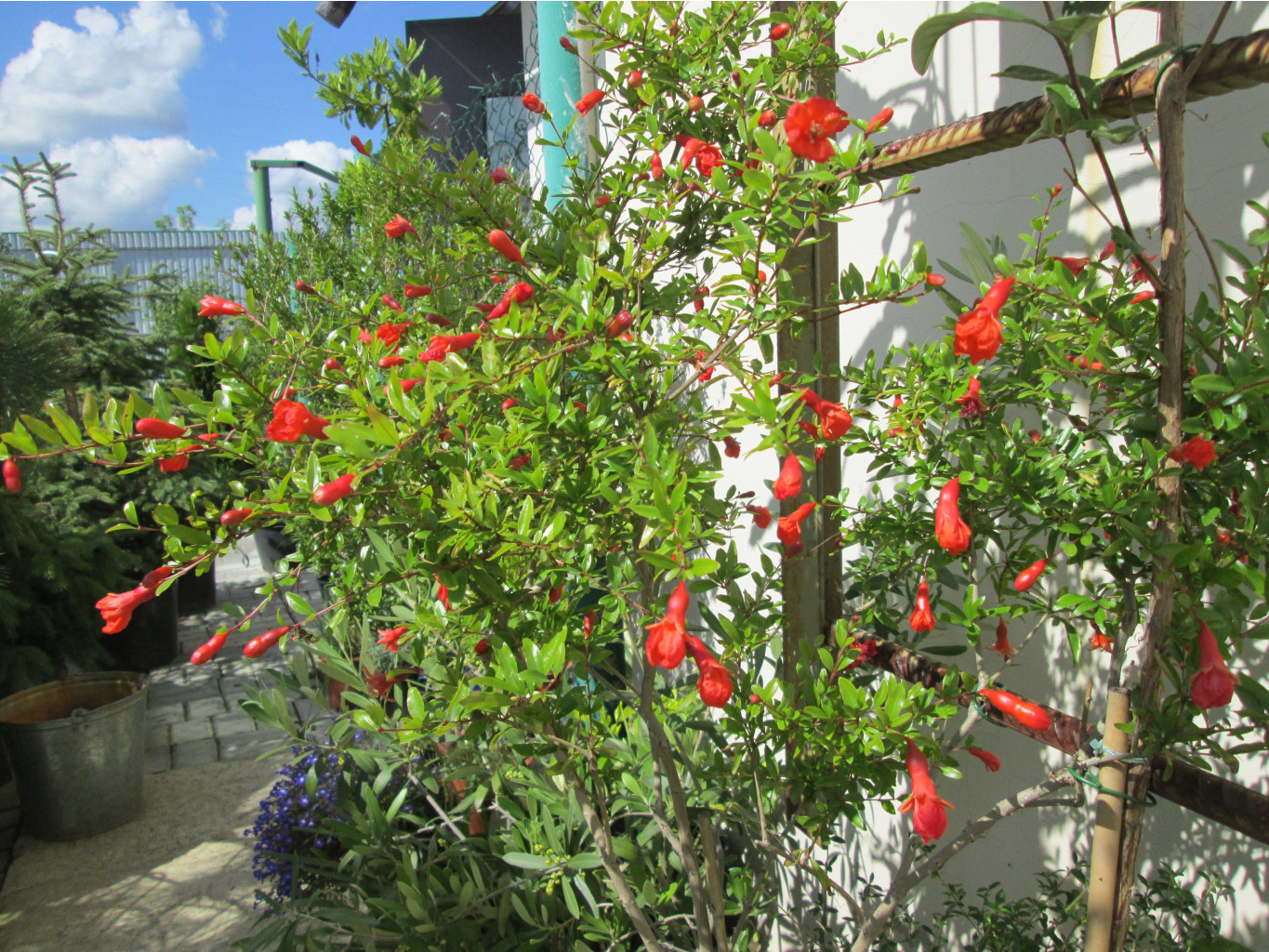 IMG 5064.JPG