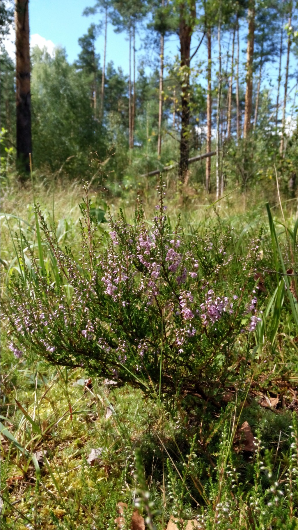 IMG 20170805 133005.jpg