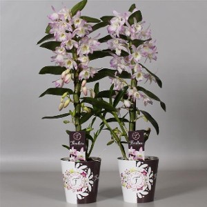 Dendrobium nobile Star Class Sea Mary - 550- 600 .