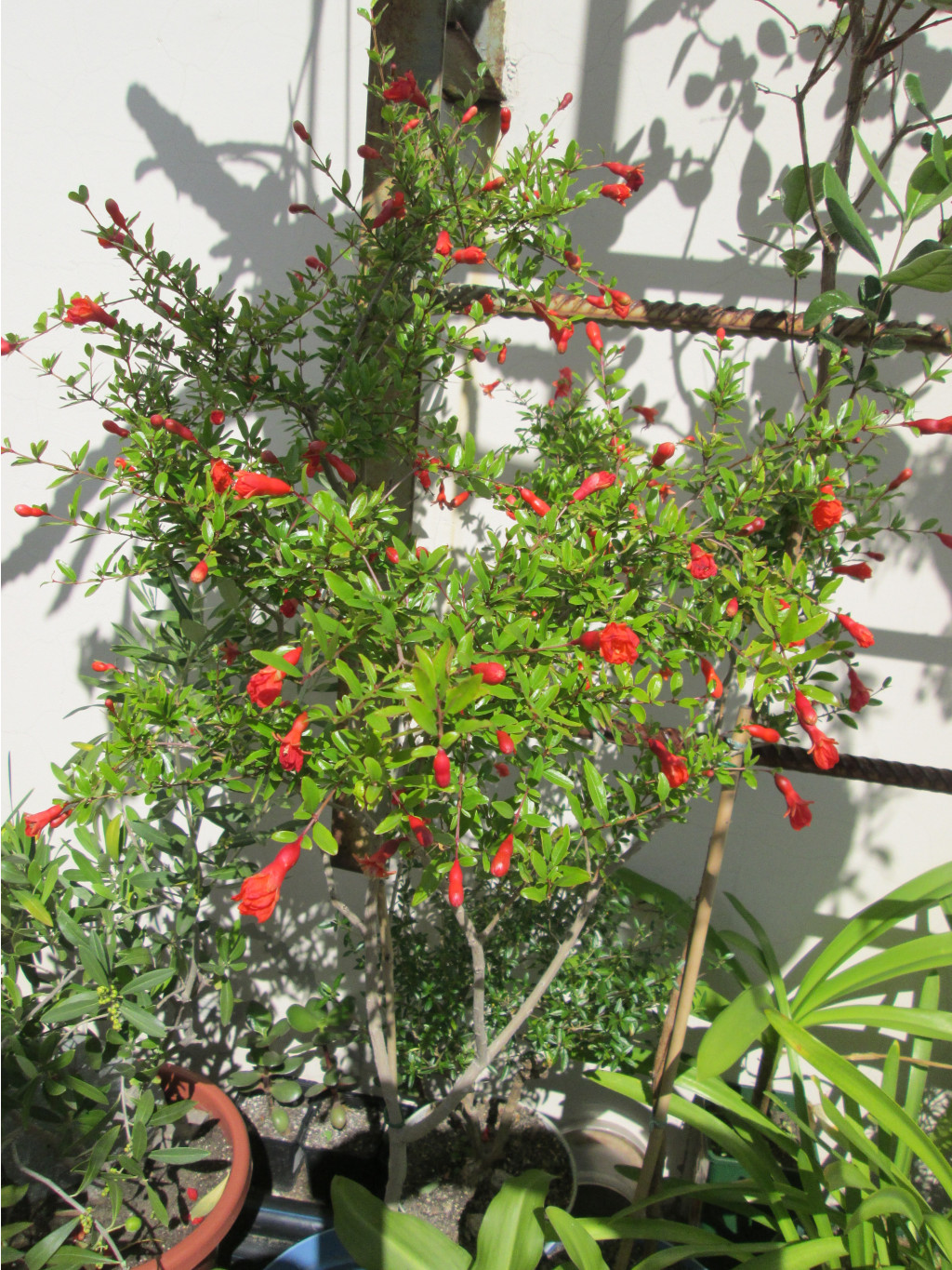 IMG 5063.JPG