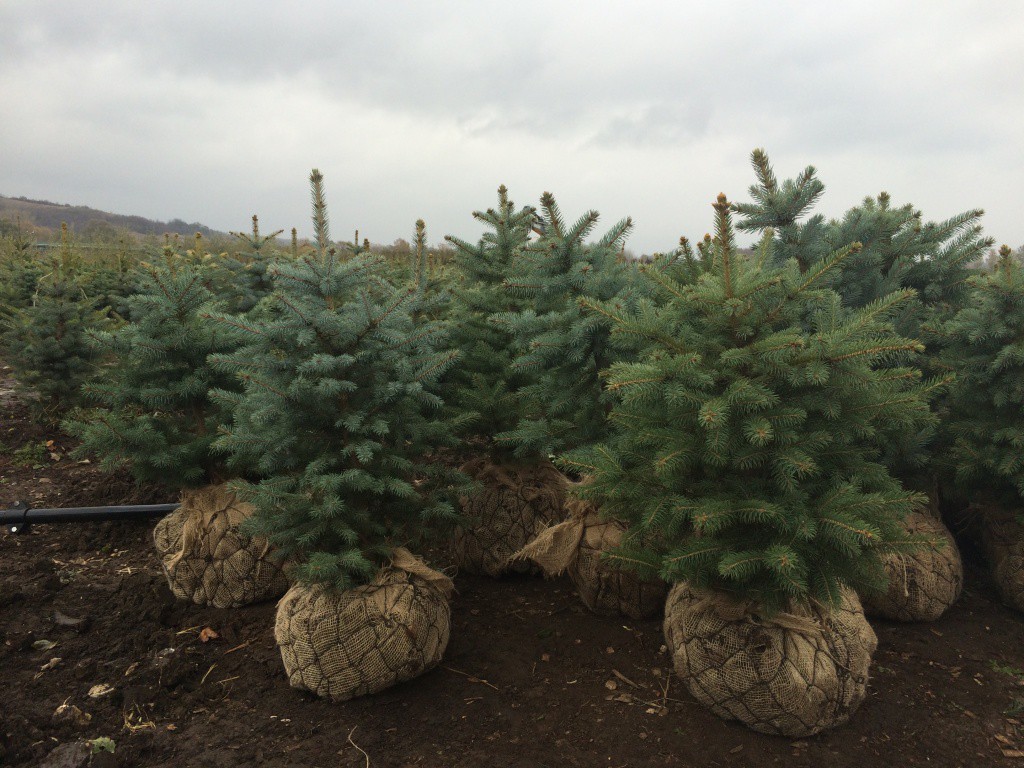   'Glauca'    Kaibab,  Misty Blue 100-125. //- 1200  .