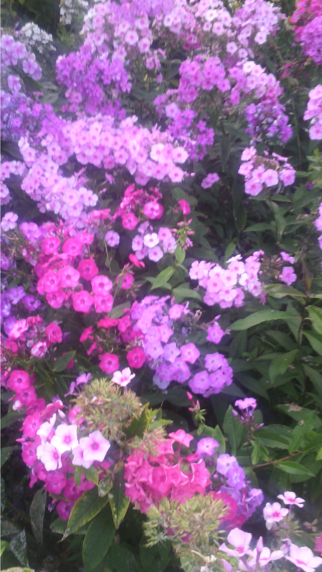 IMG 20170821 184417[1].jpg