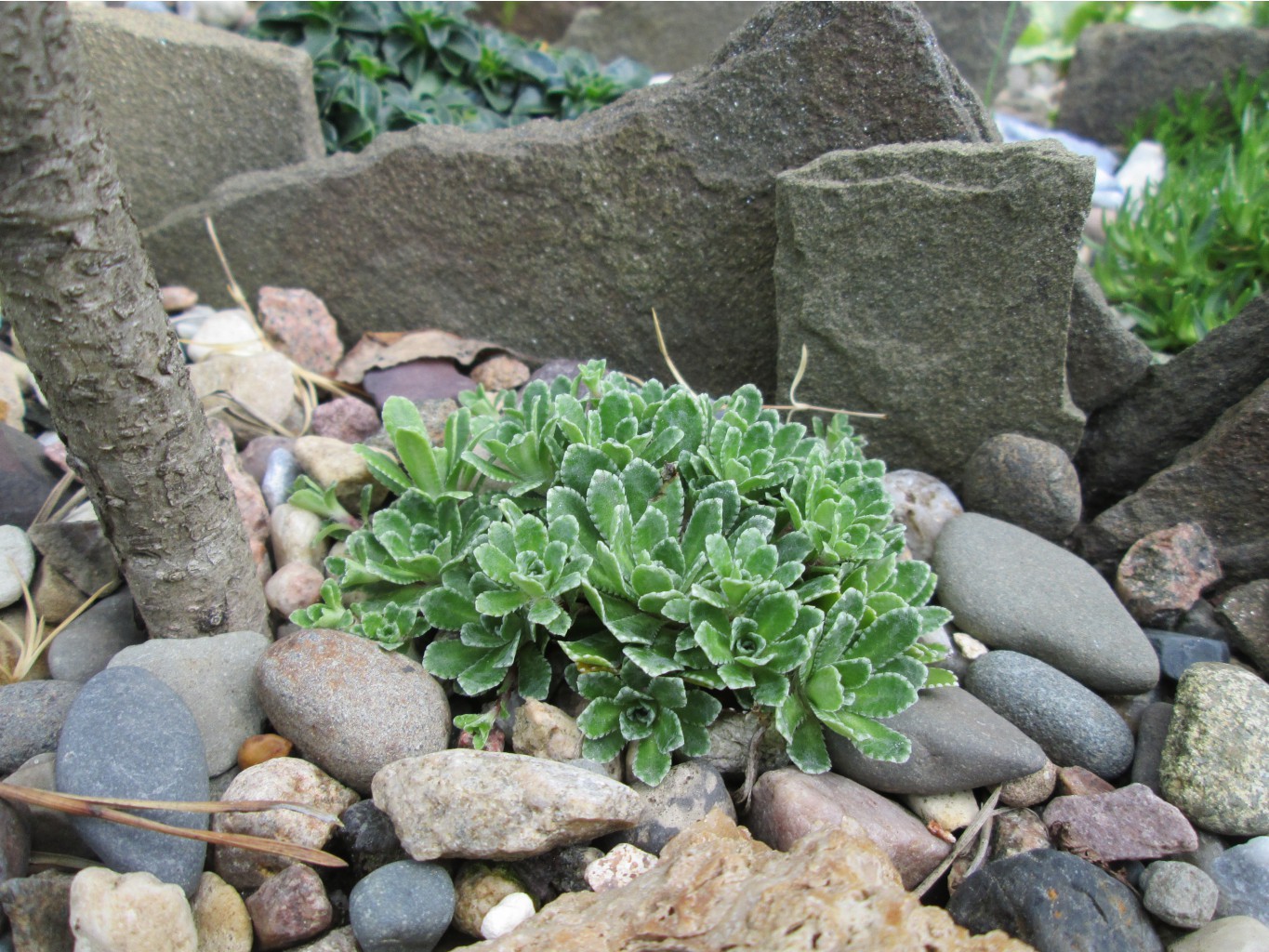 IMG 5083.JPG