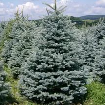 Ель колючая 'Glauca' Kaibab,Misty Blue 100-140см. Ком/мешок/сетка  1400р