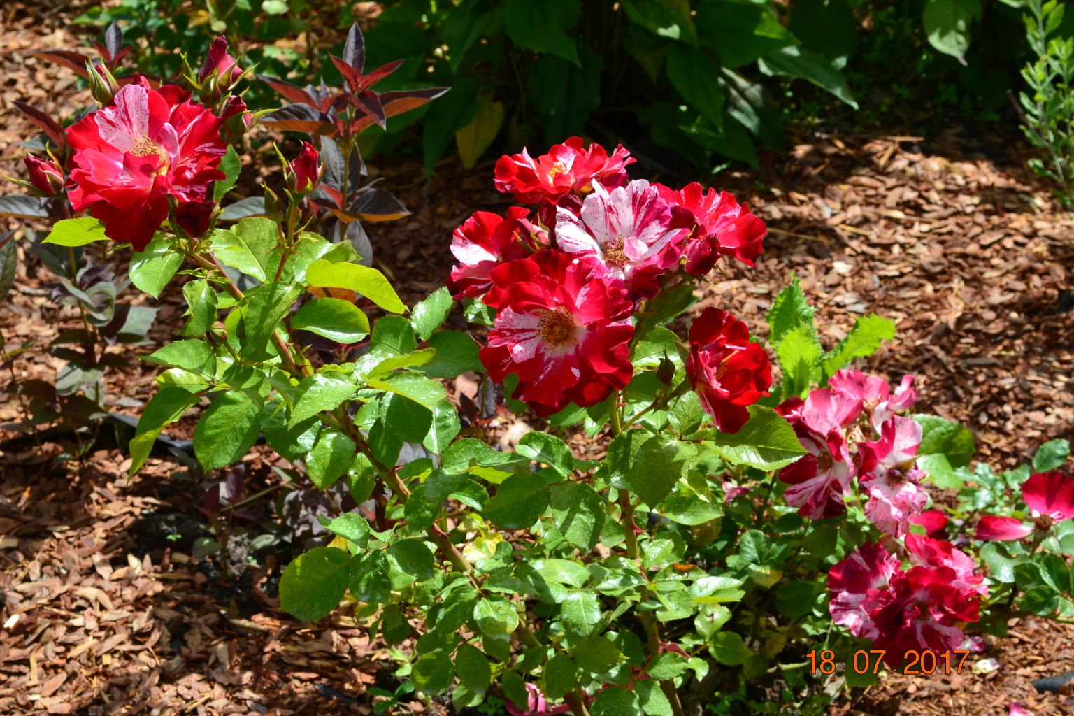 DSC 1178.JPG