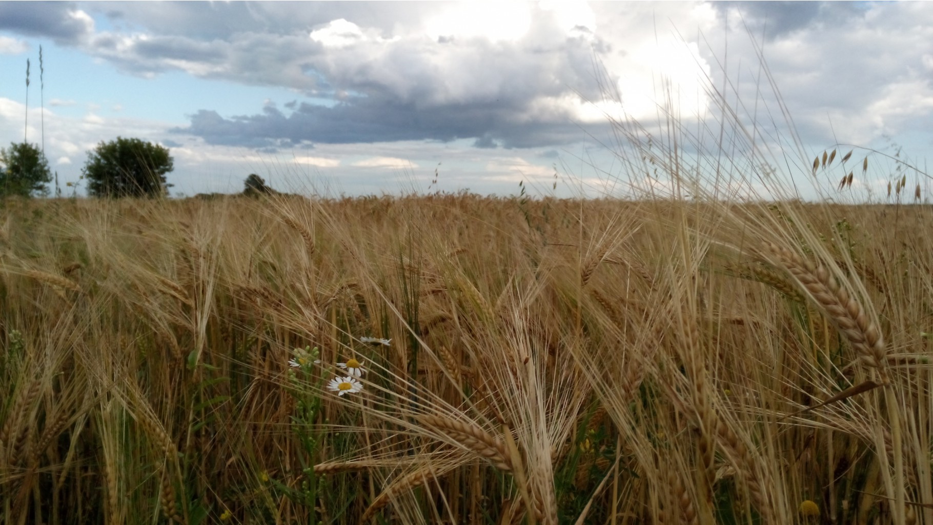 IMG 20170805 173238.jpg