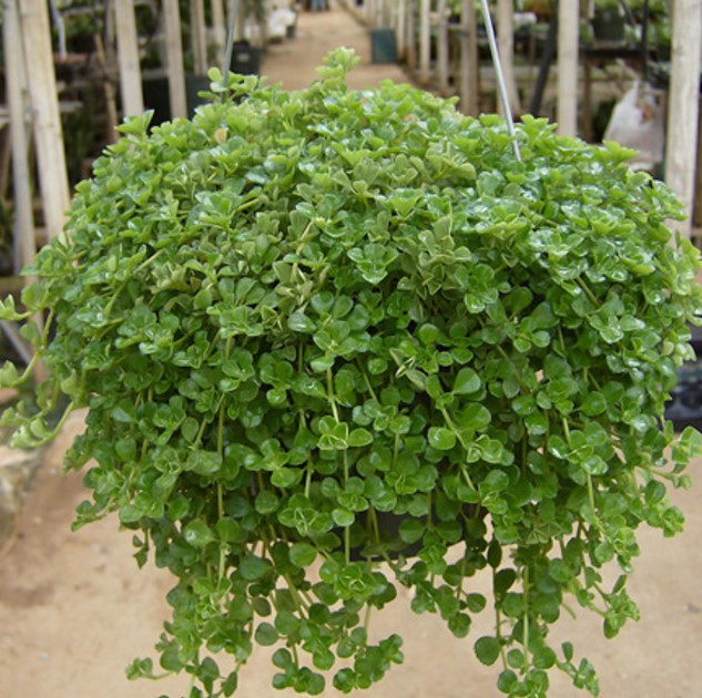   ( Pilea depressa) - 450 .